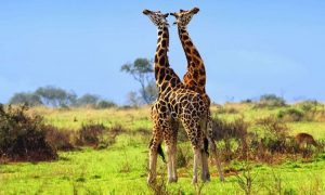girafees