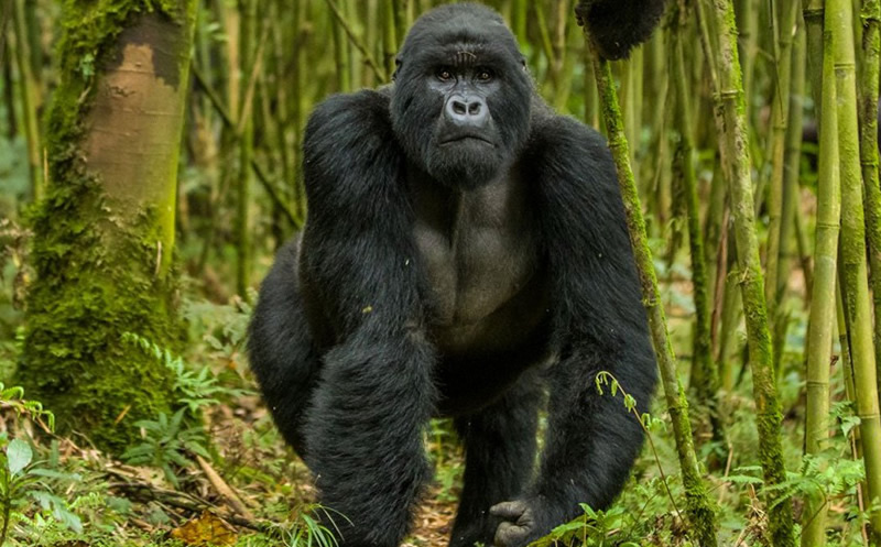 Gorilla