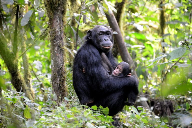 Chimpanzee in kibale national park