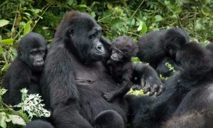 gorillas in bwindi