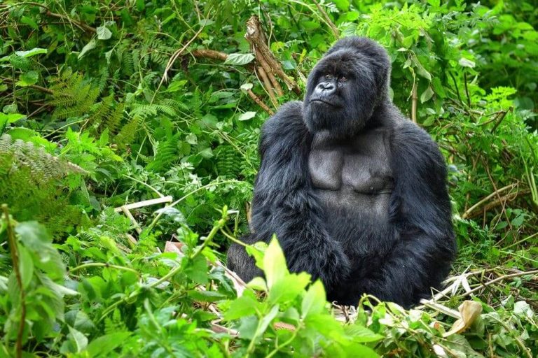 gorilla in bwindi on a 6 day Lake Mburo & Bwindi Experience