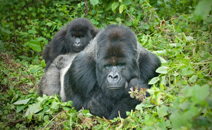 Silverback in Bwindi