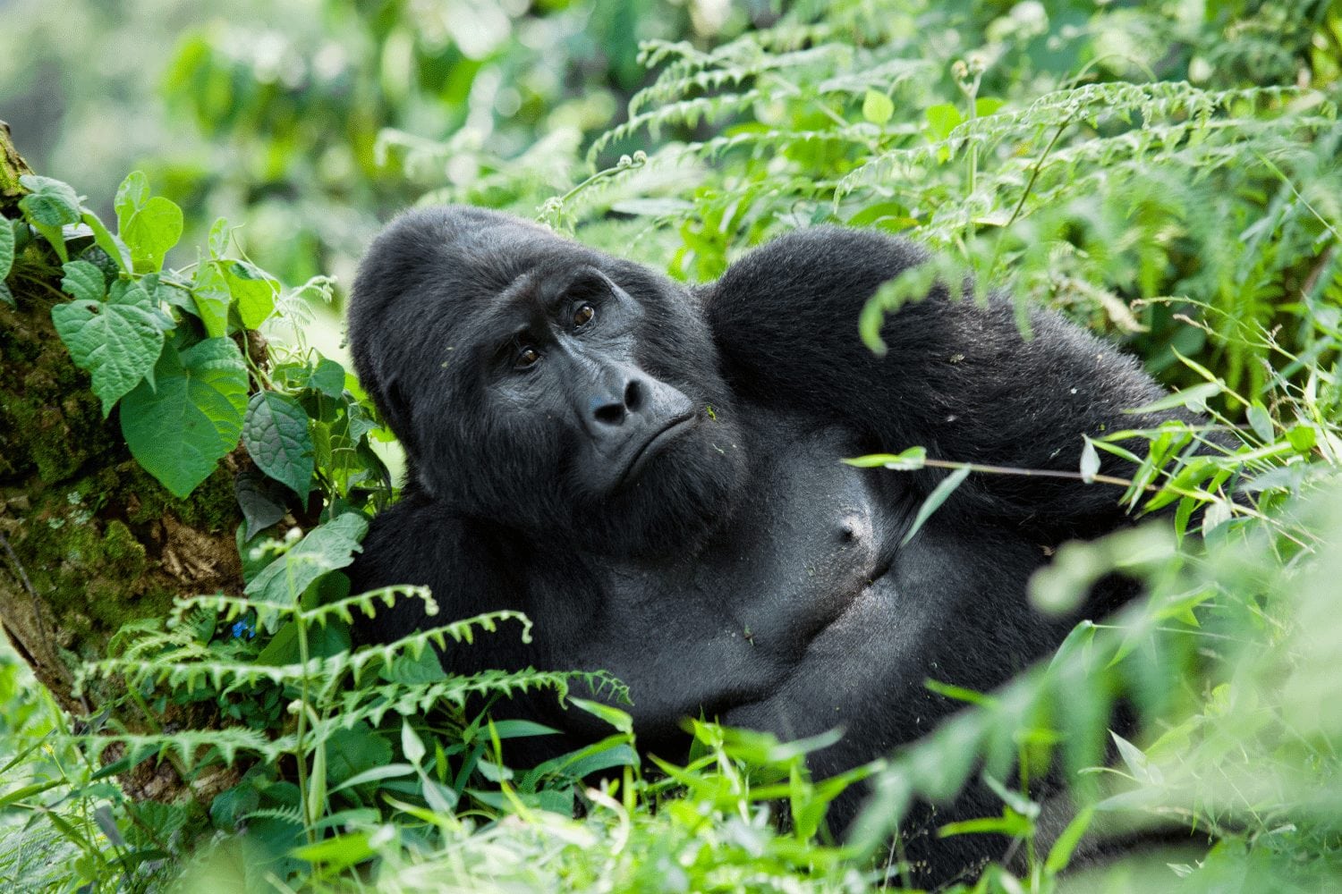 Gorillas in Bwindi