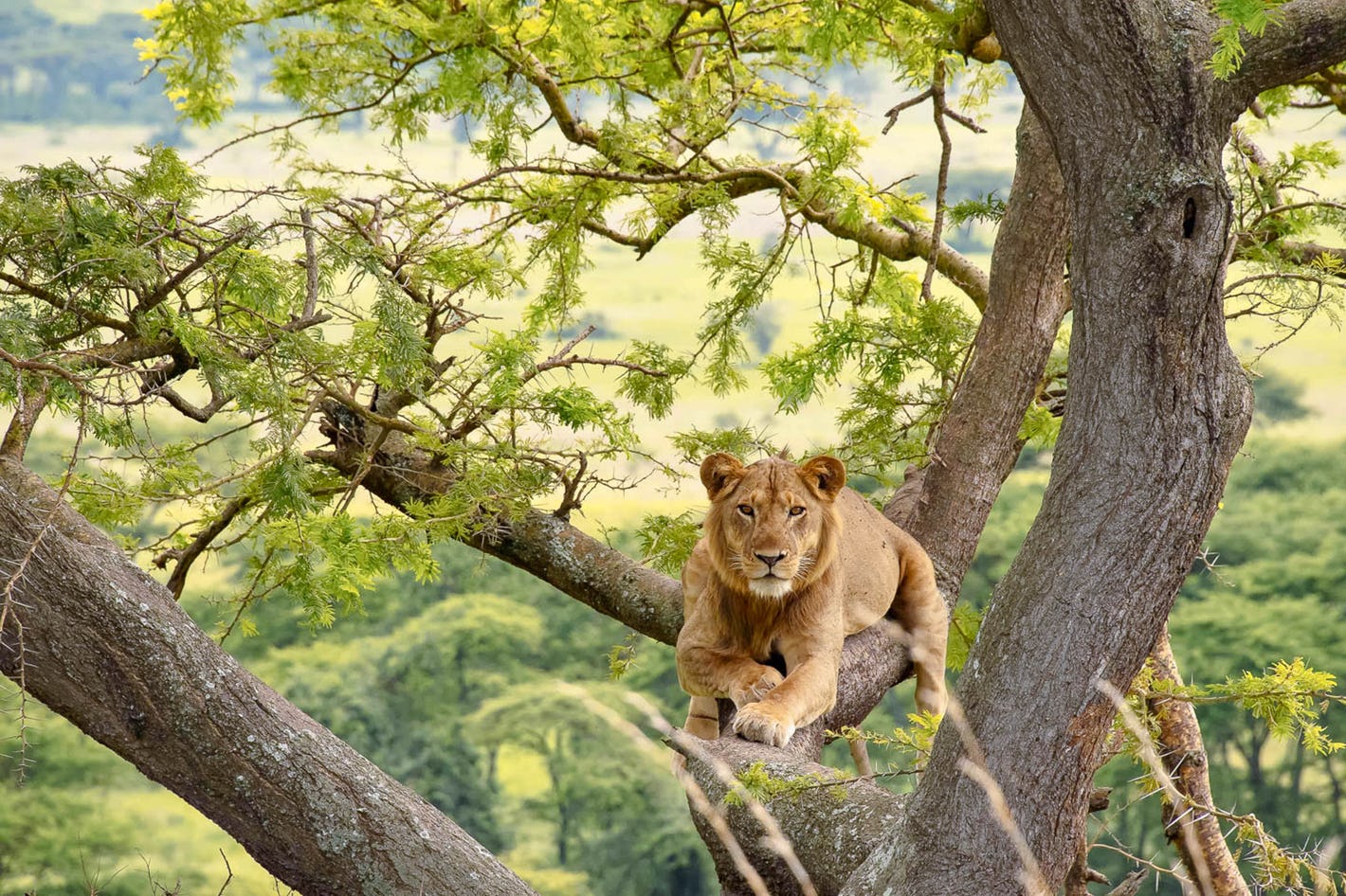 tree climbing lion in ishasha Kigere tours