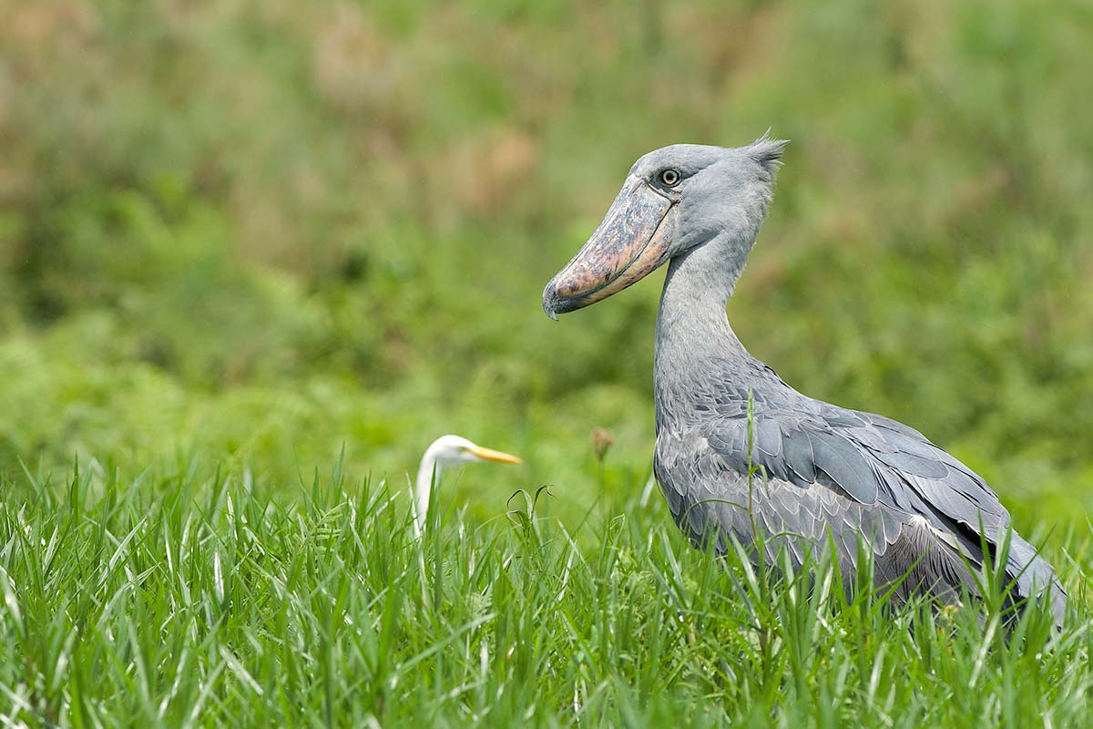 Shoe Bill stock kigere tours mabamba