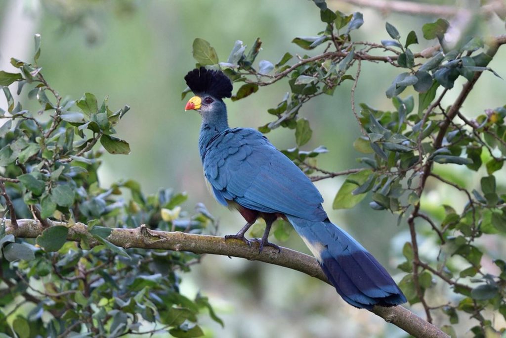 Great Blue turacco