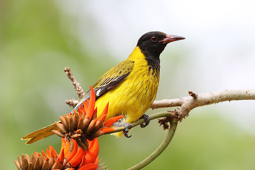 Sunbird