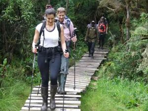 Rwenzori walk board