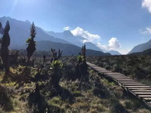 rwenzori with kigere tours